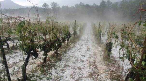 Frosty vineyard