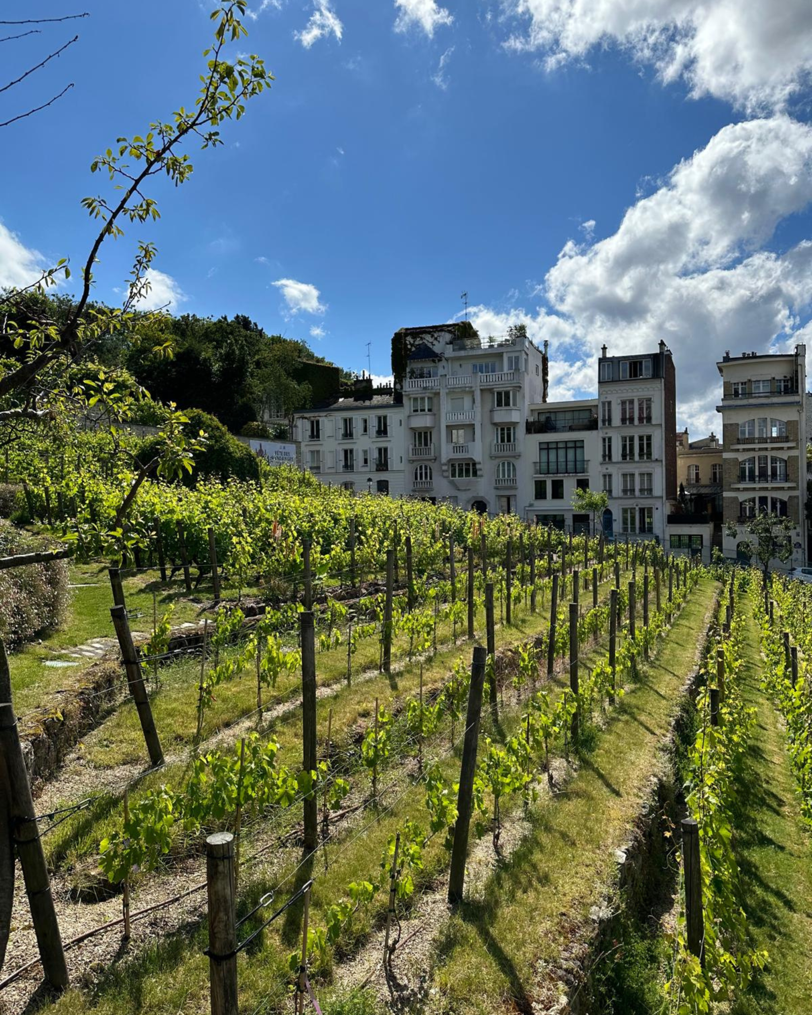 vendanges de montmartre