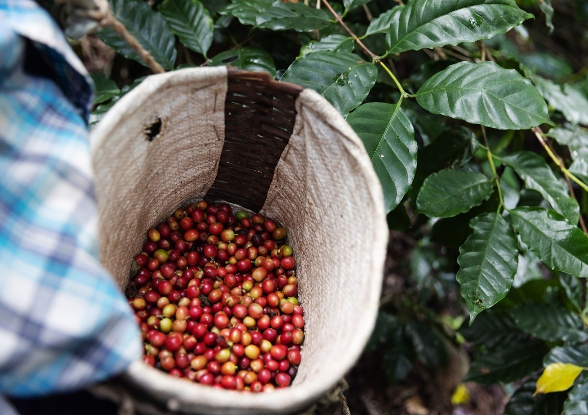 Coffee berries