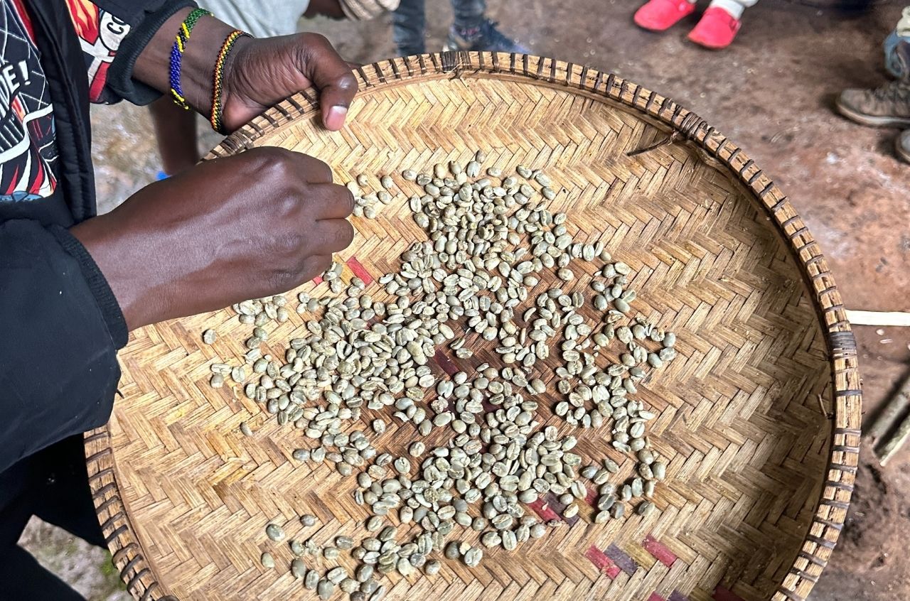 Picking through coffee grains with the Chaaga community