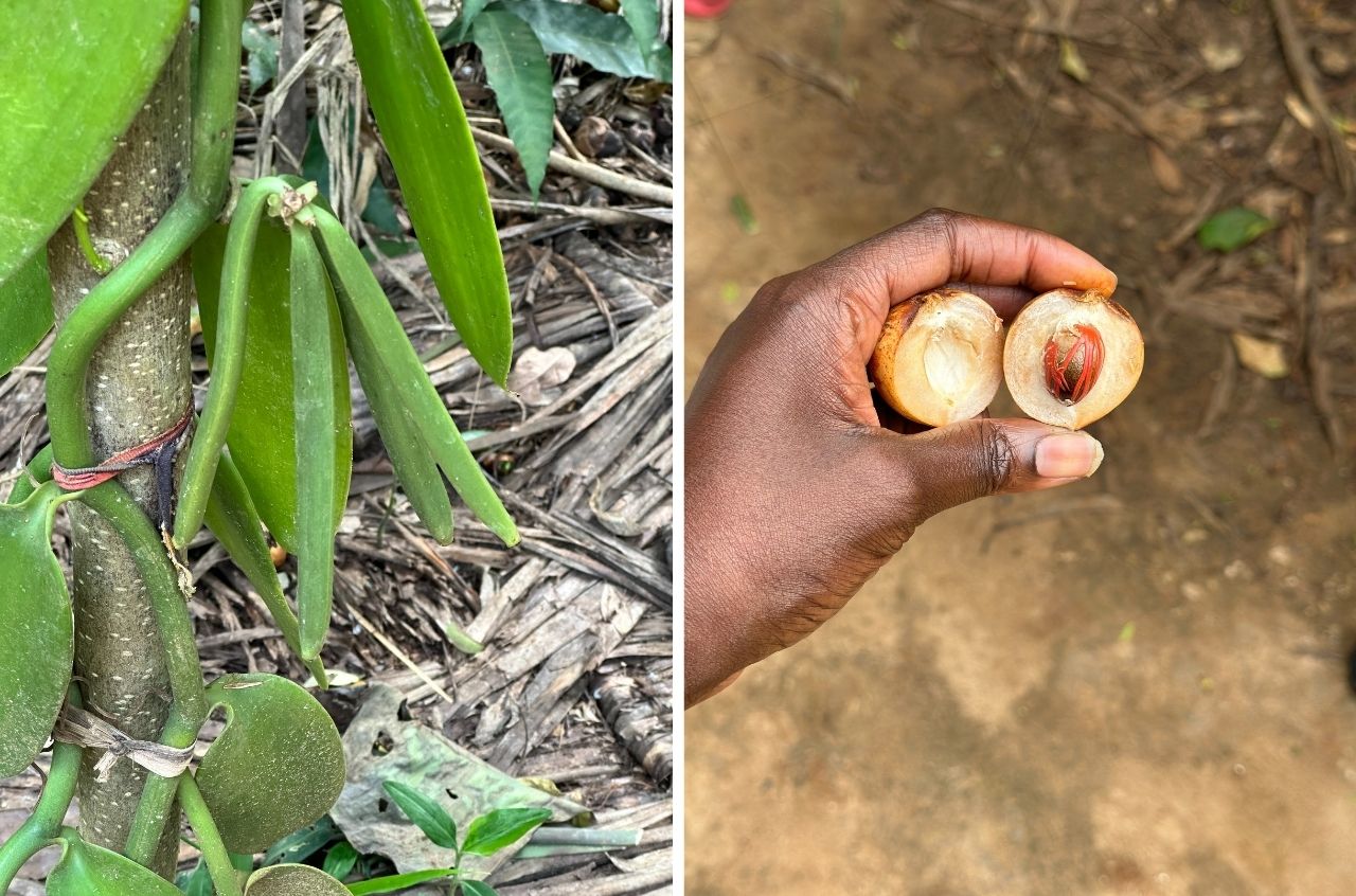 vanilla beans and fresh nutmeg