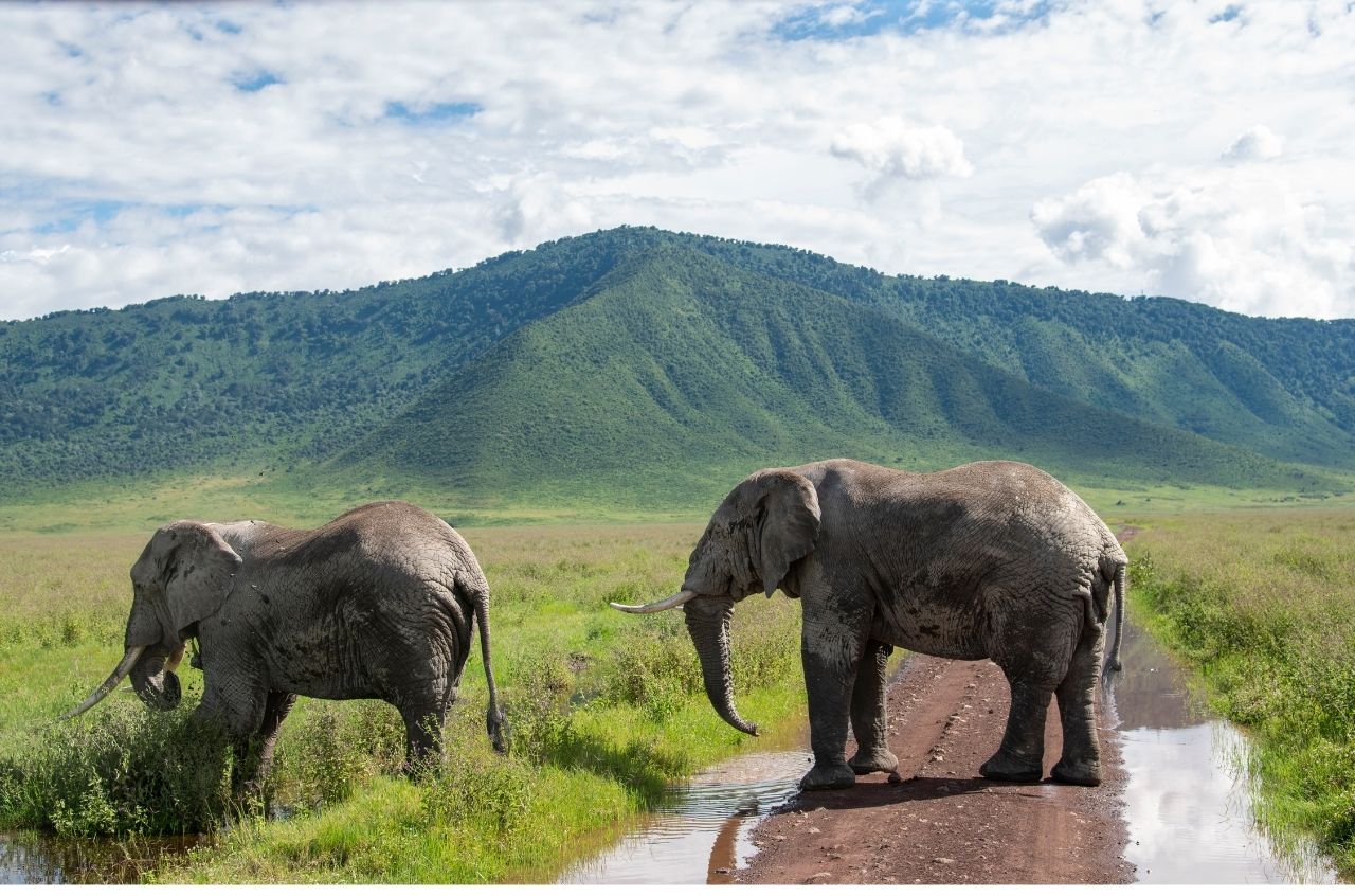 elephants crossing - Ngorongoro crater
