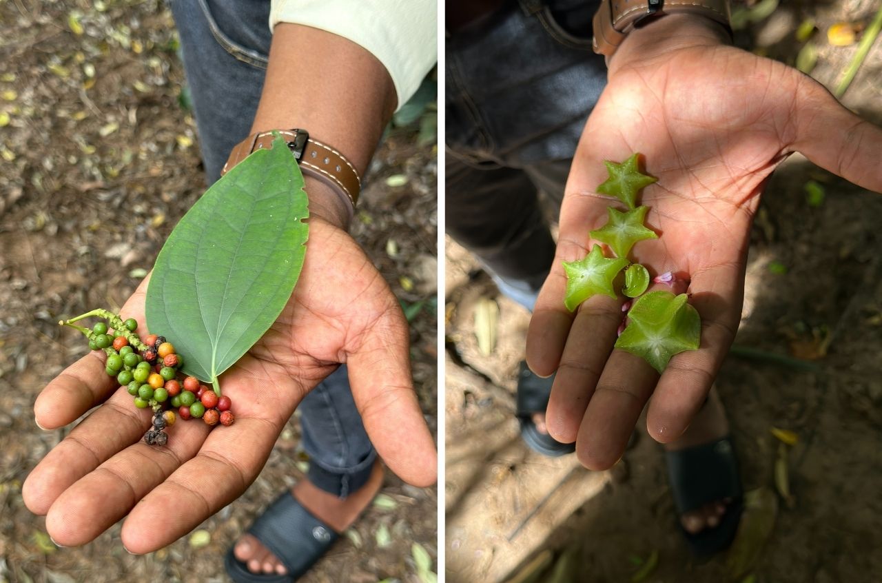 Identifying fresh spices in their element