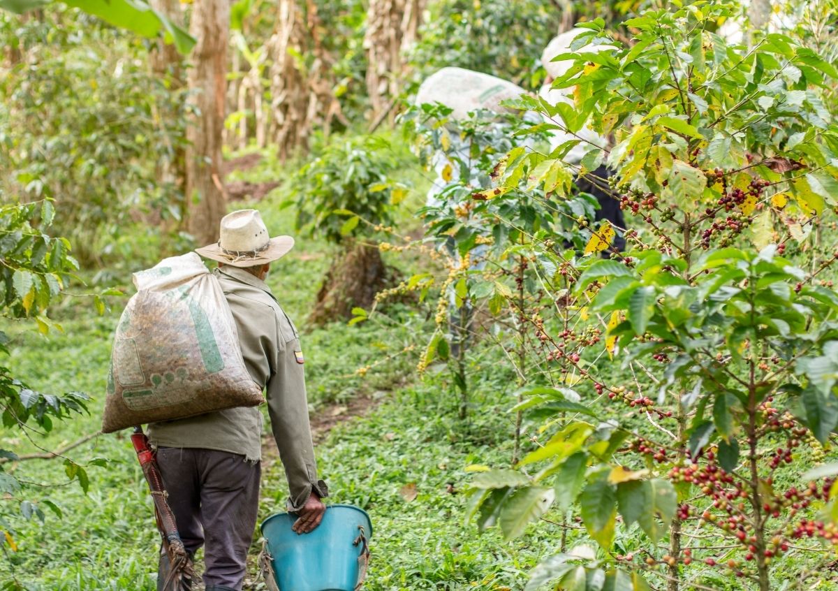 Colombian coffee farm tour