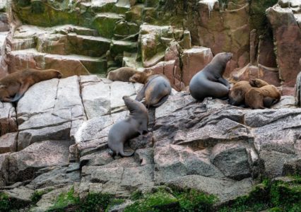 Paracas Reserve Peru