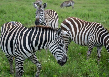 Zebra herd grazing in the Ngorongoro Crater during a safari day trip